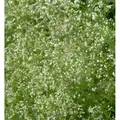 Wald-Labkraut - Galium sylvaticum