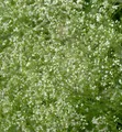 Wald-Labkraut - Galium sylvaticum