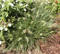Pennisetum Little Bunny - Zwerg Federborstengras - Zwerg Federborstengras Little Bunny Topf 11 cm - 11cm
