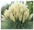 Stauden Gänge 1 x Cortaderia selloana 'White' im 1 Liter Topf (Ziergras/Gräser/Winterhart/Mehrjährig/Immergrün) Weißes Pampasgras - Majestätische, schneeweiße Federn für Ihren Garten