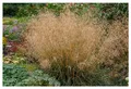 Stauden Gänge 1 x Deschampsia cespitosa 'Tauträger' im 1 Liter (Ziergras/Gräser/Winterhart/Mehrjährig/Bodendecker) Rasenschmiele - Waldschmiele - Zarte Halme, die den Morgentau fangen
