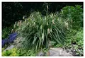 Stauden Gänge 1 x Carex pendula im 1 Liter Topf (Ziergras/Gräser/Winterhart/Mehrjährig/Immergrün) Riesen Segge - Der filigrane Blickfang für feuchte Standorte