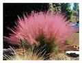 Stauden Gänge 5 x Muhlenbergia capillaris im 1 Liter Topf (Ziergras/Gräser/Winterhart/Mehrjährig/Staude) Rosa Haargras - Rosa Wolken, die den Garten verzaubern - Blickfang