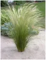 Stauden Gänge 5 x Stipa tenuissima 'Pony Tails' im 1 Liter Topf (Ziergras/Gräser/Winterhart/Mehrjährig/Staude/Stauden) Federgras - Leichtigkeit und Eleganz in jedem Garten