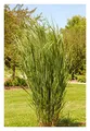 Stauden Gänge 3 x Panicum virgatum 'Northwind' im 1 Liter Topf (Ziergras/Gräser/Winterhart/Mehrjährig/Staude) Reisen Rutenhirse - TOP SORTE/EXTREM AUFRECHT - Perfekt für als Sichtschutz