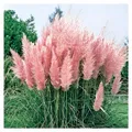 Stauden Gänge 5 x Cortaderia selloana 'Rosea' im 1 Liter Topf (Ziergras/Gräser/Winterhart/Mehrjährig/Immergrün) Rosa Pinkes Pampasgras - Luftige Blütenwolken in sanftem Rosé