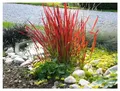 Stauden Gänge 1 x Imperata cylindrica 'Red Baron' im 1 Liter Topf (Ziergras/Gräser/Winterhart/Mehrjährig) Japanisches Blutgras - tolle Rotfärbung bis zum ersten Frost - super für Balkon & Kübel