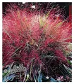 Stauden Gänge 3 x Eragrostis spectabilis im 1 Liter Topf (Stauden/Staude/Ziergras/Gräser/Winterhart/Mehrjährig) Rotes Purpur Liebesgras - Purpurfarbener Zauber für den Spätsommer