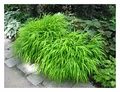 Stauden Gänge 10 x Hakonechloa macra im 1 Liter Topf (Ziergras/Gräser/Staude/Winterhart/Bodendecker/Mehrjährig) Japanisches Berggras - Ziergras mit Anmut und fernöstlichem Flair - Japangarten