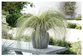 Stauden Gänge 10 x Carex comans 'Amazon Mist' im 1 Liter Topf (Ziergras/Gräser/Winterhart/Mehrjährig/Immergrün/Bodendecker) Neuseeland Segge - Sanftes Grün für harmonische Gartenlandschaften