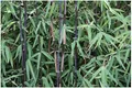 Stauden Gänge 1 x Fargesia nitida 'Black Pearl' im C2 Topf (Bambus/Immergrün/Ziergras/Mehrjährig) Schwarzer Bambus - Kompakt, winterhart und absolut blickdicht - macht keine Wurzelausläufer
