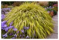 Stauden Gänge 5 x Hakonechloa macra 'Aureola' im 1 Liter Topf (Ziergras/Gräser/Staude/Winterhart/Bodendecker/Mehrjährig) Japanisches Gold Berggras - Goldgestreifte Harmonie für zeitlose Gärten