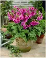Stauden Gänge 3 x Incarvillea delavayi (Staude/Winterhart/Mehrjährig) Freilandgloxinie/Trompetenblume - Zarte Schönheit mit starker Seele - Maulwurfschreck