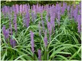 Stauden Gänge 5 x Liriope muscari 'Big Blue' im 1 Liter Topf (Ziergras/Staude/Winterhart/Mehrjährig/Stauden/Immergrün) Lilientraube - Tiefblaues Leuchten für schattige Plätze - Schönheit