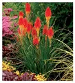 Stauden Gänge 1 x Kniphofia 'Papaya Popsicle' (Winterhart/Staude/Dauerblüher/Bienenfreundlich/Mehrjährig) Fackellilie - Hingucker der den ganzen Sommer über bis tief in den Herbst hinein blüht