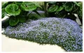 Stauden Gänge 50 x Isotoma fluviatilis (Winterhart/Staude/Bodendecker/Mehrjährig/Stauden) Blauer Bubikopf/Gaudich - Dauerblüher - Sanfte Teppiche aus lebendigem Blau - Rasenersatz