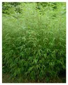 Stauden Gänge 5 x Fargesia murielae 'Rufa' im C2 Topf (Bambus/Bamboo/Winterhart/Ziergras/Mehrjährig) Heckenbambus - Pflegeleicht, winterhart und wunderbar dicht - macht keine Wurzelausläufer