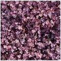 Stauden Gänge 10 x Acaena inermis 'Purpurea' (Immergrün/Stauden/Staude/Mehrjährig/Bodendecker/Winterhart) Purpur Stachelnüsschen - Der Blickfang für moderne Gartengestaltung