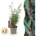 Exotenherz Bambus Fargesia Red Dragon Rot 2er Set 14cm Topf Höhe 35cm