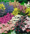BALDUR Garten Beetpflanze 15er Staudenbeet 'Gartenfreude' für 5-6m², 15 St., Edelrittersporn, winterhart, mehrjährig, pflegeleicht