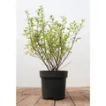 Ligustrum vulgare 'Atrovirens' 40-60 cm