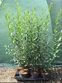 Ligustrum vulgare 'Atrovirens' 40–60 cm – Winterhart, Mehrjährig, Pflegeleicht – Gewöhnlicher Liguster – Heckenpflanze für Garten & Sichtschutz