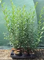 Ligustrum vulgare 'Atrovirens', Gewöhnlicher Liguster, immergrün, 40–60 cm