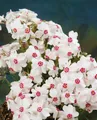 Phlox subulata 'Amazing Grace', Teppichphlox, weiß, ca. 9x9 cm Topf