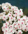 Phlox subulata 'Amazing Grace' 9x9 cm Topf – Winterhart, Mehrjährig, Pflegeleicht – Teppichphlox – Bodendecker für Steingarten & Beet