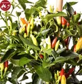 5x Abbraccio Chili Garten Gemüse Pflanzen - Samen PW196