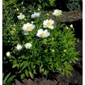Edelpfingstrose Jan van Leeuwen - Paeonia lactiflora