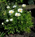 Edelpfingstrose Jan van Leeuwen - Paeonia lactiflora