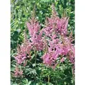 Astilbe Chinensis Visions In Pink Prachtspiere Ca. 11x11 cm Topf