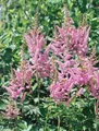 Astilbe chinensis 'Visions in Pink' 11x11 cm Topf – Winterhart, Mehrjährig & Pflegeleicht – Prachtspiere – Staude für Schattenbeet & Garten