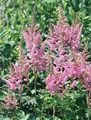 Pflanzen für Dich Staude Astilbe chin. Visions in Pink, 1 St., Astilbe, Prachtspiere