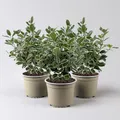 Japanischer Spindelstrauch 'Kathy'Ⓢ, Topf-Ø 13 cm, 3er-Set