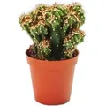 Exotenherz Cereus Peruvianus Cristata Felsenkaktus im 5,5cm Topf
