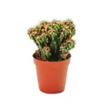 Exotenherz Kaktus Cereus peruvianus cristata - Felsenkaktus - im 5,5cm Topf