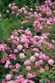 Pflanzen für Dich Rose Rosa Sommerwind