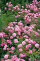 Rosa 'Sommerwind', Beetrose, rosa, 3-5 Liter Container