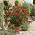 1x Nerium oleander rood P26 H80
