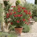 Bloomique - Oleander (Nerium oleander) - Rote Blüten - Gartenpflanzen - Terrassenpflanzen - Höhe 80-100 cm - Topfgröße: 26 cm