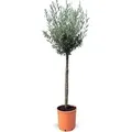 Sunny-Tree    Hochstämmiger Olivenbaum 160 Zentimeter Hoch 10 Jahre Alt Olea Europea Winterhart Bis -18° - Fruchtbildend Obstbaum