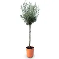 Sunny Tree - Hochstämmiger Olivenbaum 160 Zentimeter hoch - 10 jahre alt - Olea europea - Winterhart bis -18 - Fruchtbildend - Obstbaum