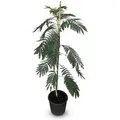 Sunny-Tree Seidenbaum Albizia Julibrissin Ombrella 150 cm Winterharter Baum mit Rosa Blüten Seidenakazie