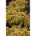 Origanum Vulgare Aureum Oregano Ca. 11x11 cm Topf