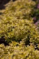Origanum vulgare 'Aureum', Goldmajoran, ca. 11x11 cm Topf