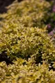 Pflanzen für Dich Staude Origanum vulgare Aureum, 1 St., Goldmajoran, Goldoregano, Gelber Dost