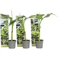 Bananenpflanze - 3 Stk - Musa basjoo - Höhe 25-40cm - ⌀9cm - Gelb