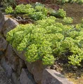 Walzen Wolfsmilch - Euphorbia myrsinites